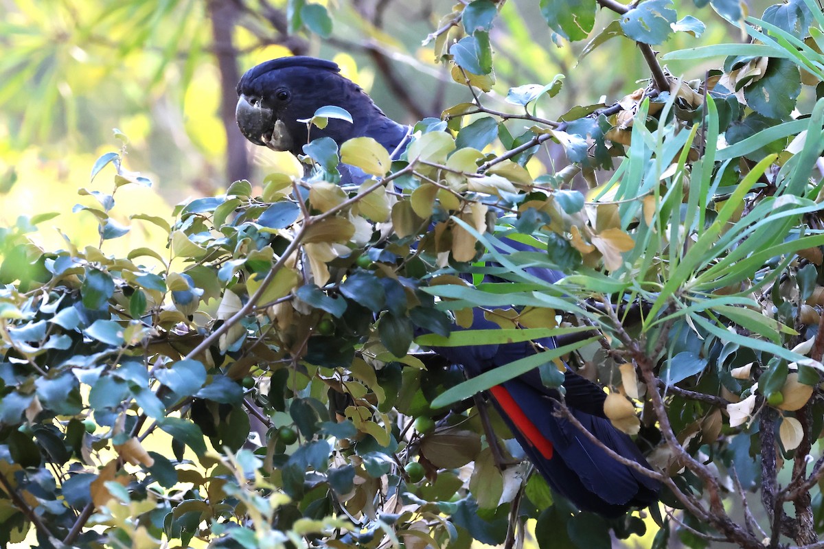 Red-tailed Black-Cockatoo - Mark and Angela McCaffrey