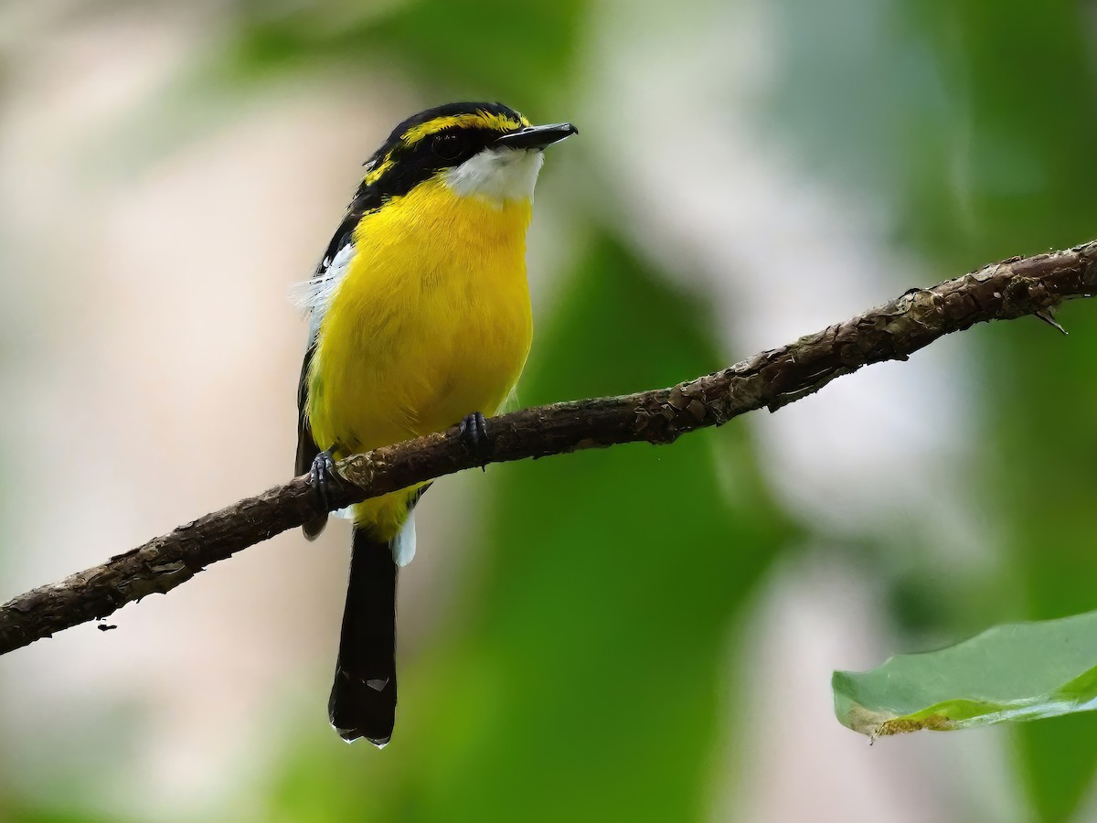 Yellow-breasted Boatbill - Len and Chris Ezzy