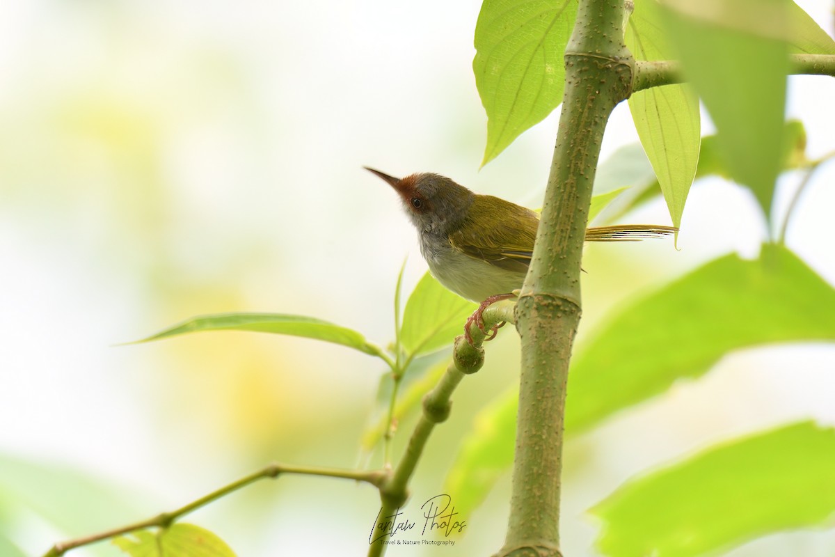 Kastanienstirn-Schneidervogel - ML619219454