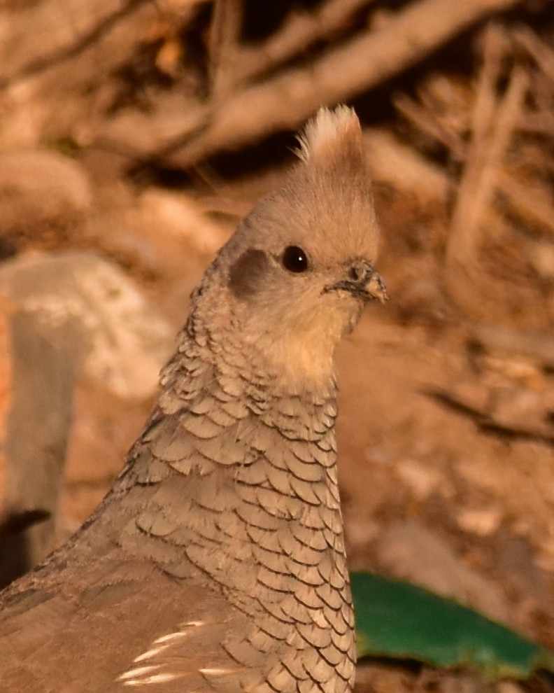 Scaled Quail - James Sooy