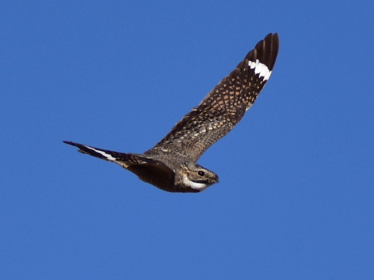 Lesser Nighthawk - James Sooy