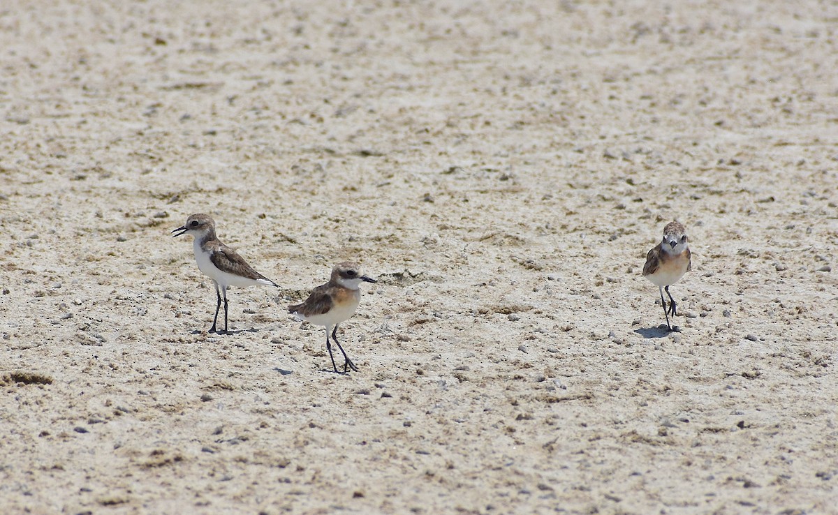 Tibetan Sand-Plover - Anand Birdlife