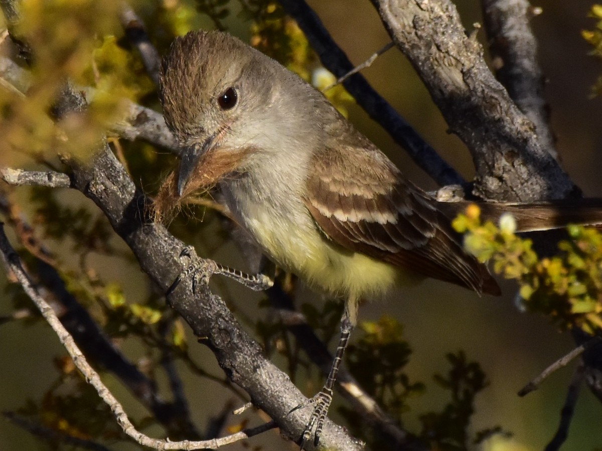 Ash-throated Flycatcher - James Sooy