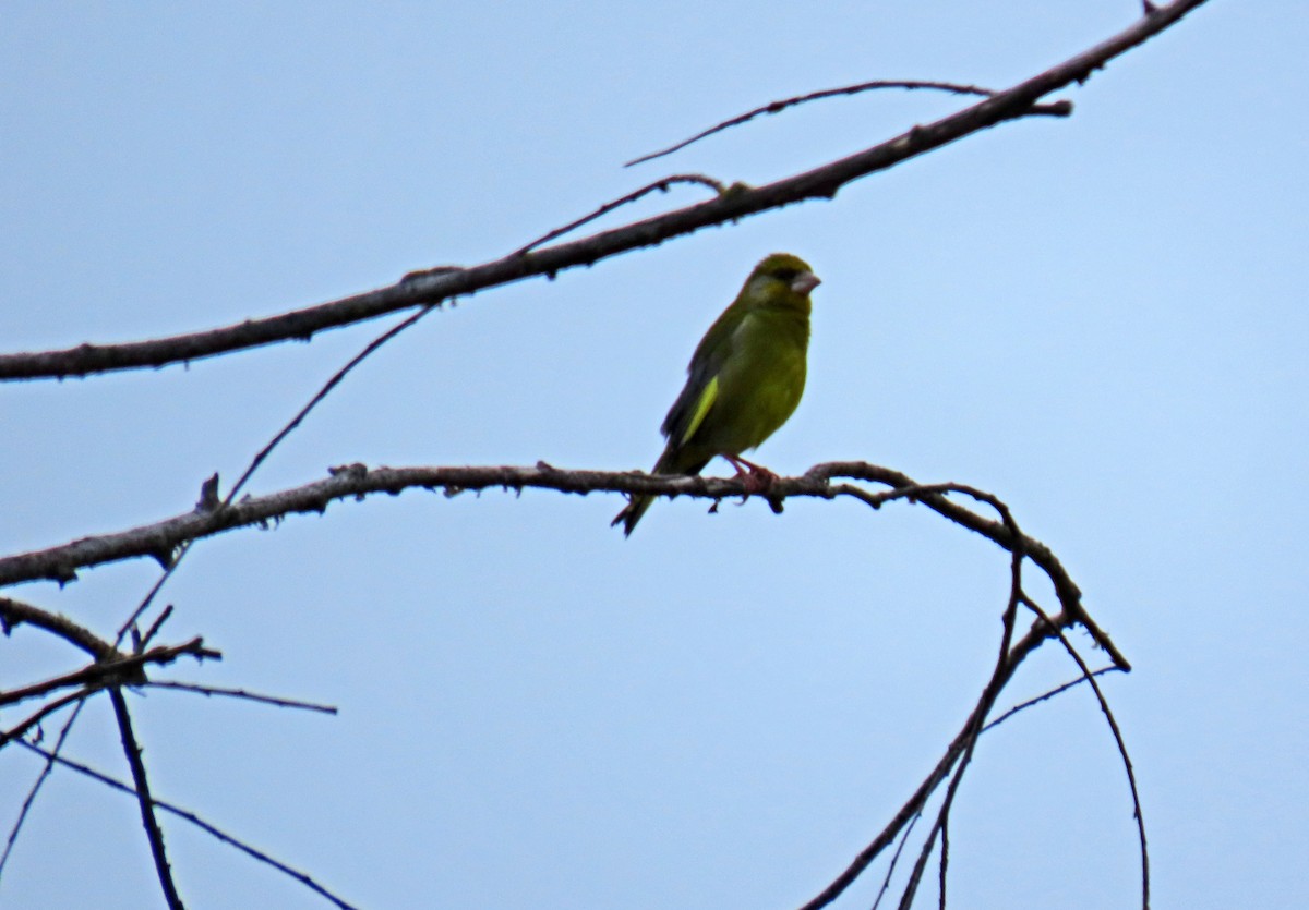 European Greenfinch - ML619219476