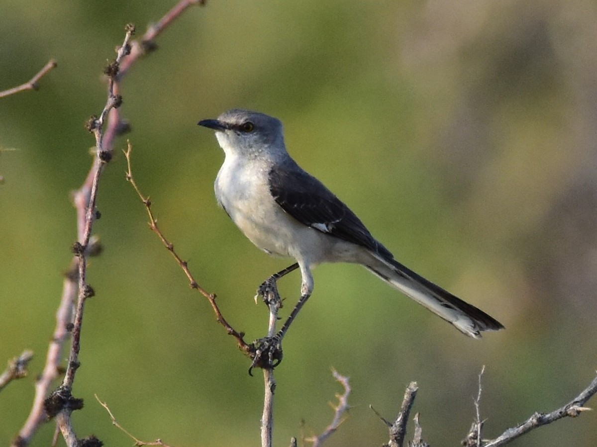 Northern Mockingbird - James Sooy