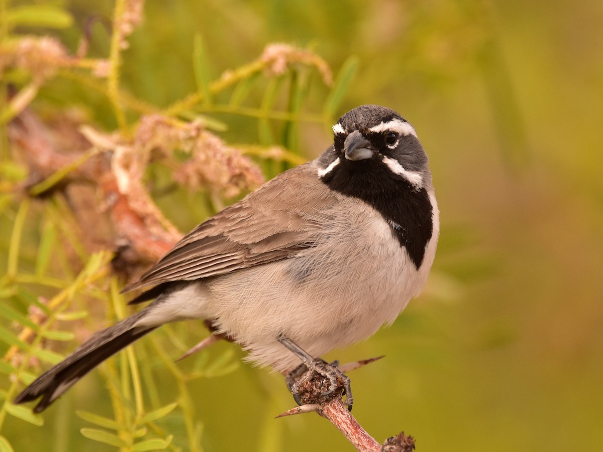 Black-throated Sparrow - James Sooy