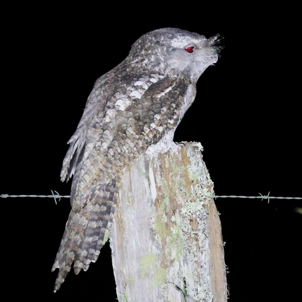 Papuan Frogmouth - Mark and Angela McCaffrey