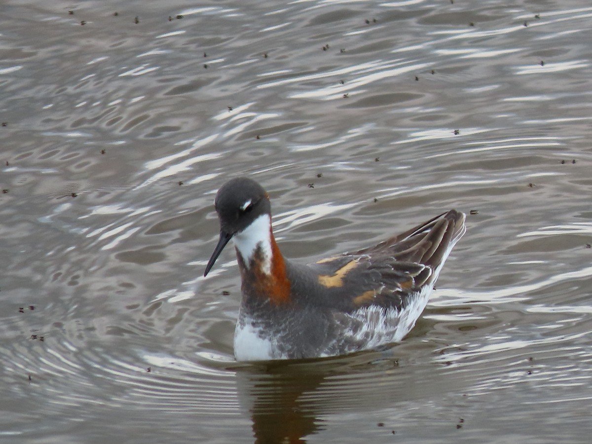 Red-necked Phalarope - ML619219534