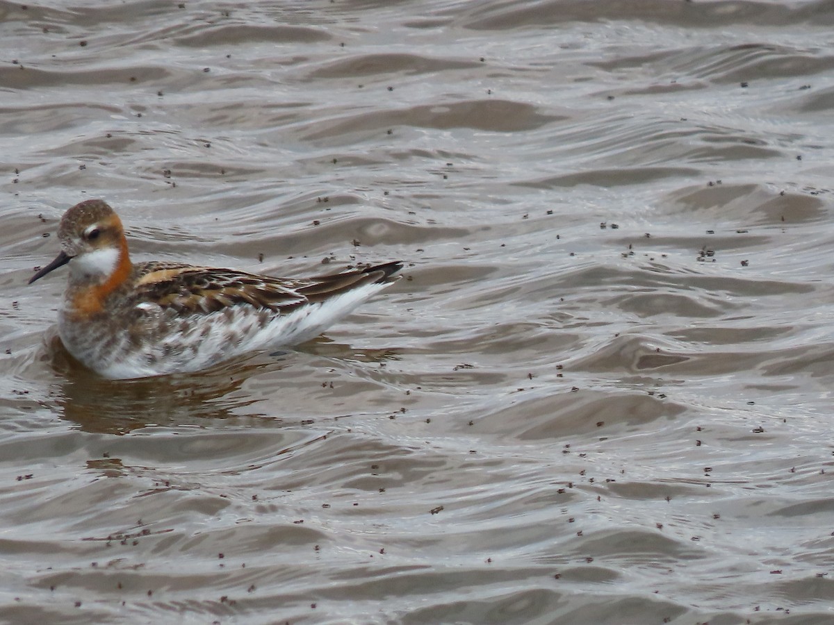 Phalarope à bec étroit - ML619219541