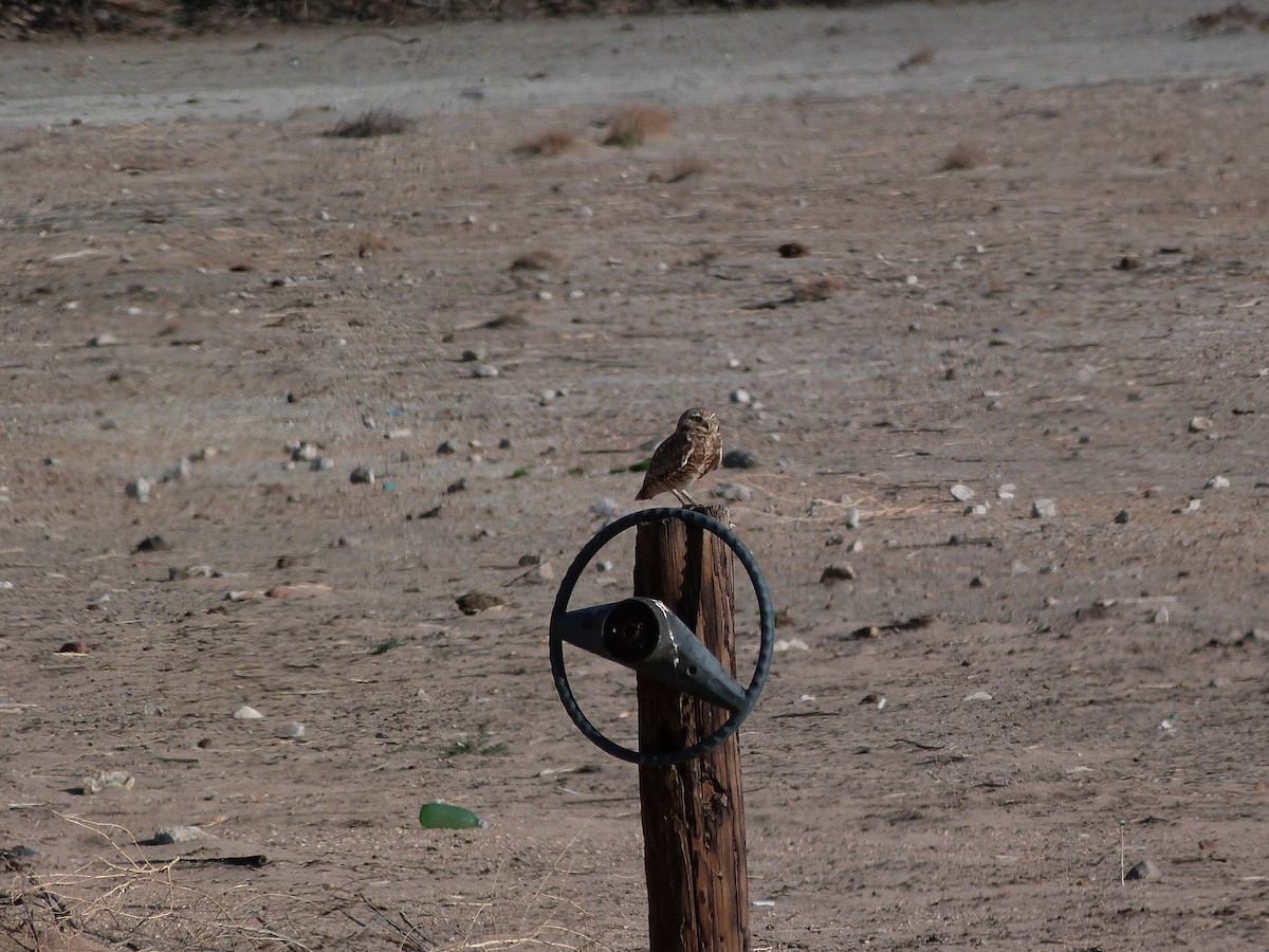 Burrowing Owl - John  Kiseda