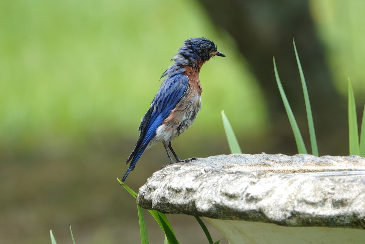 Eastern Bluebird - deborah grimes