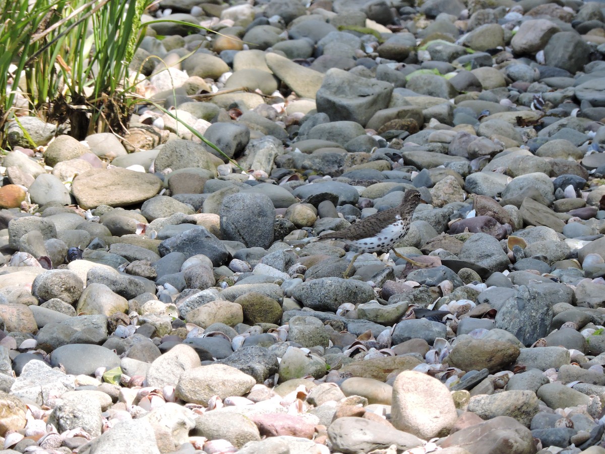 Spotted Sandpiper - Luis Mendes