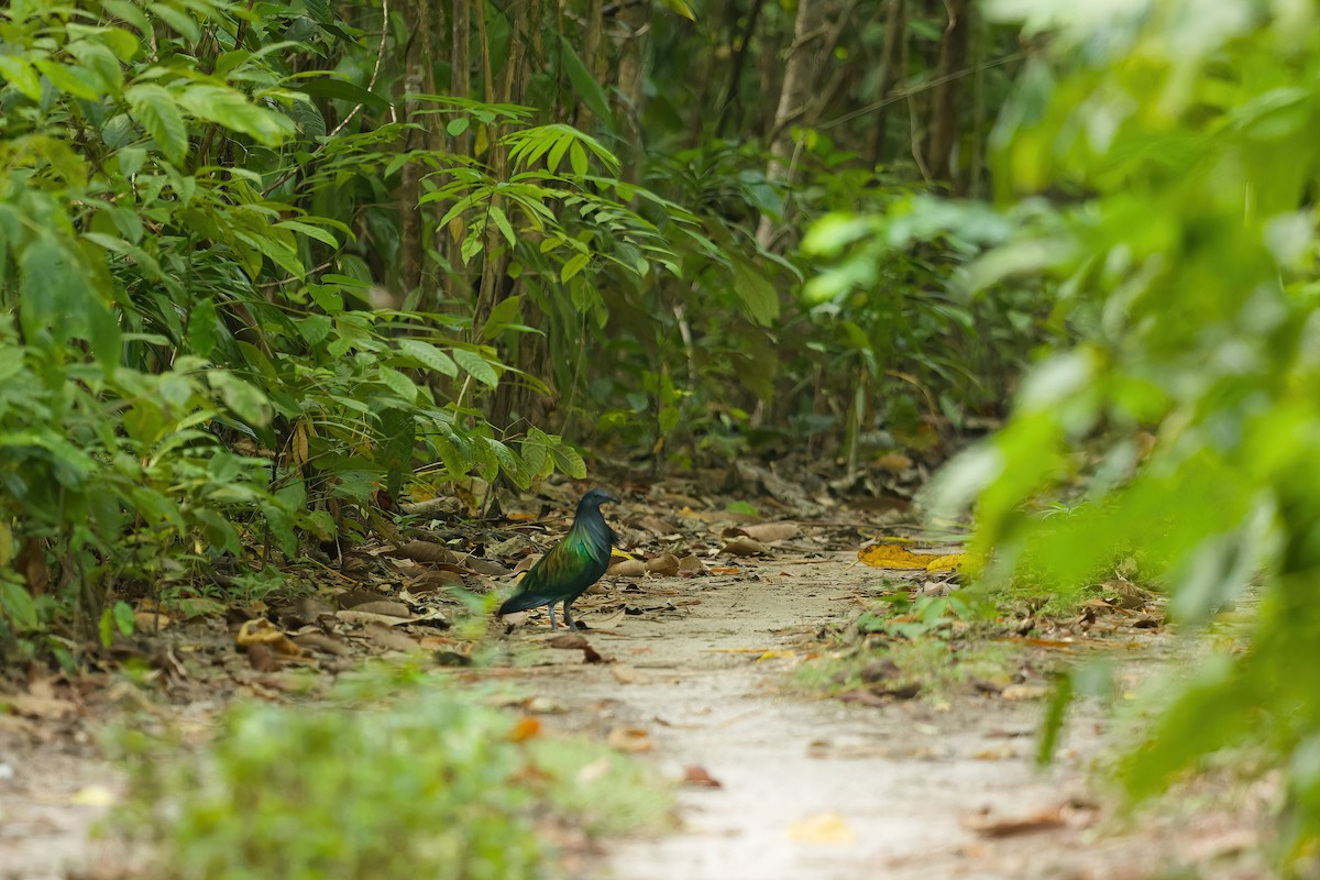 Nicobar Pigeon - dhiman adhikari