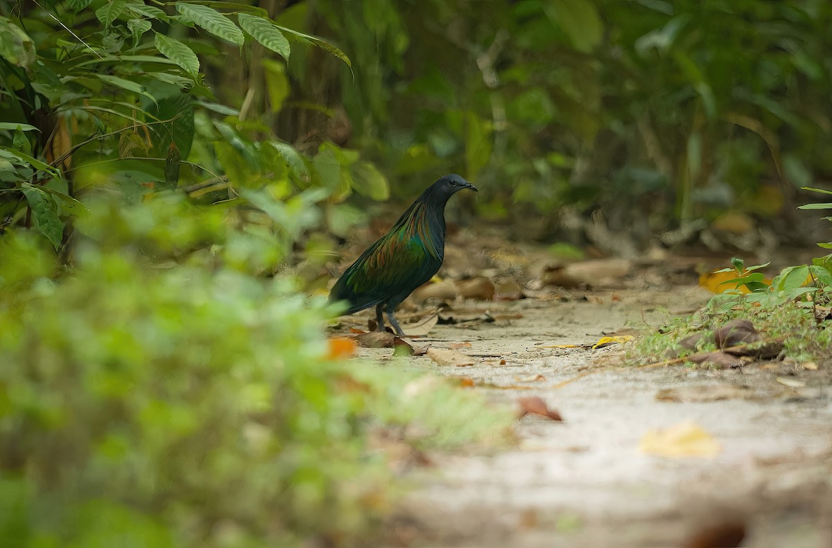 Nicobar Pigeon - dhiman adhikari