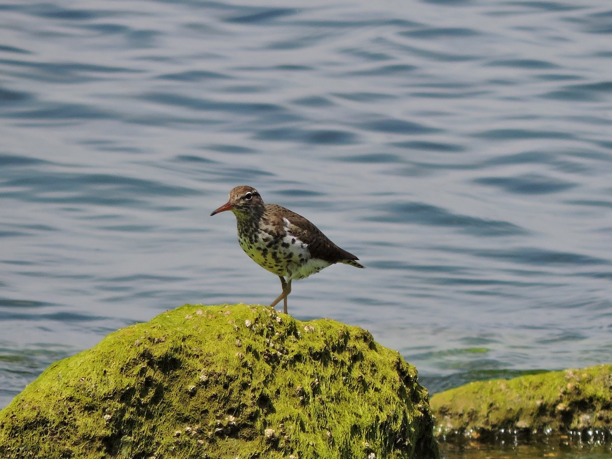 Spotted Sandpiper - Luis Mendes