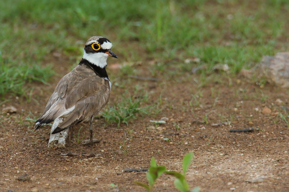 Little Ringed Plover (dubius/jerdoni) - Jens Toettrup