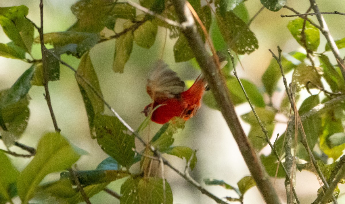 Paruline rouge - ML619219582