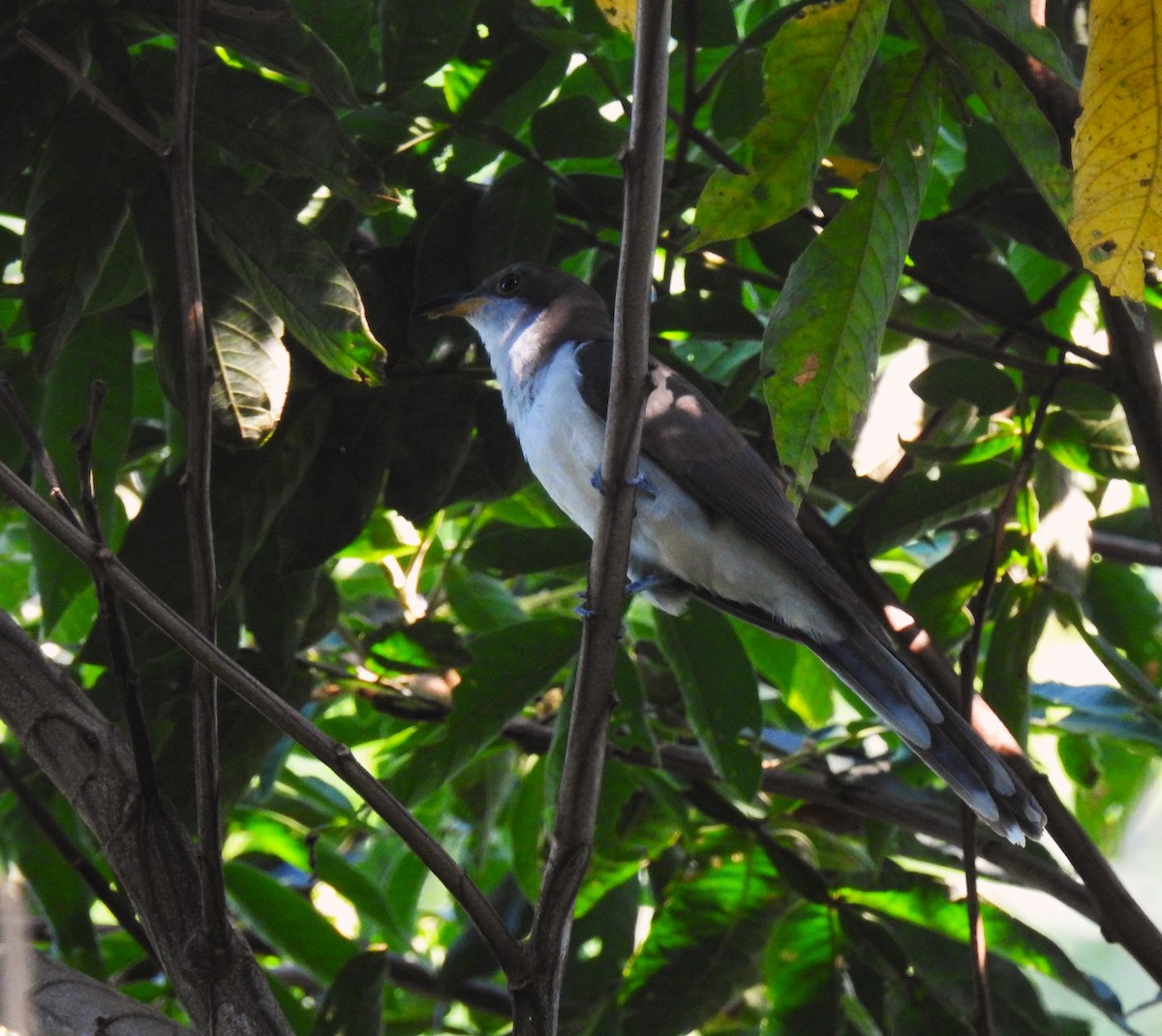 Pearly-breasted Cuckoo - Carlos Ortega