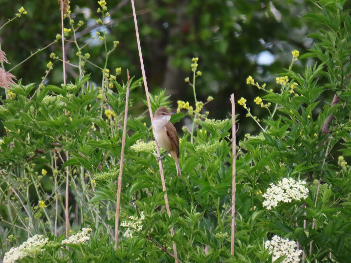 Great Reed Warbler - ML619219607