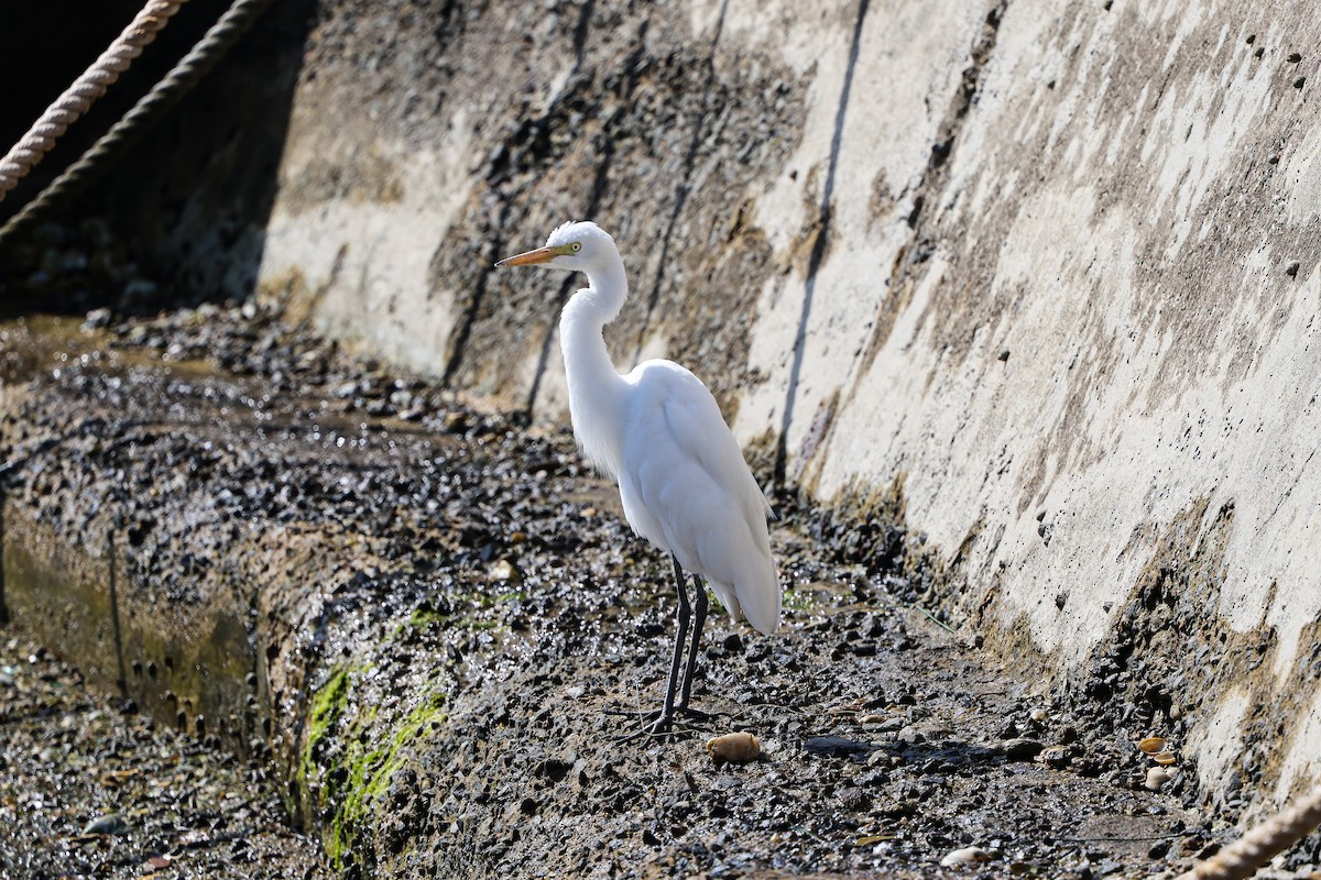 Medium Egret - Shin Mun Cheol