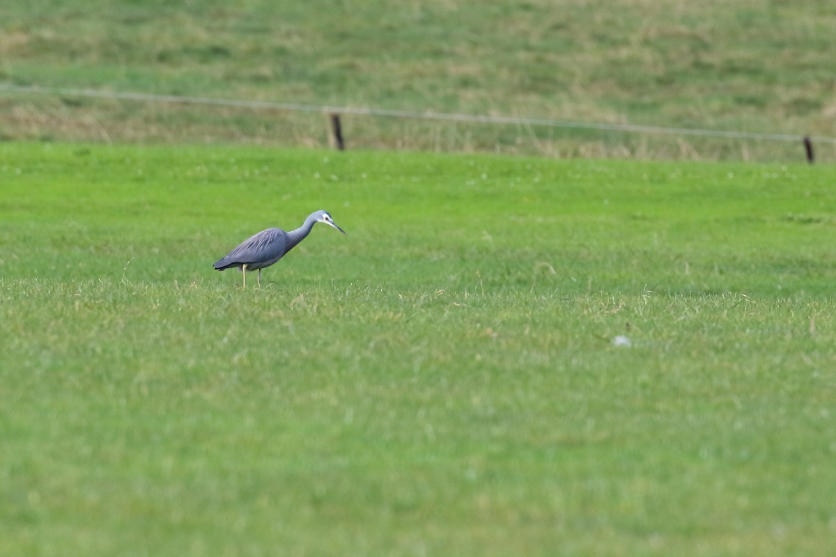 White-faced Heron - Scott Eaton