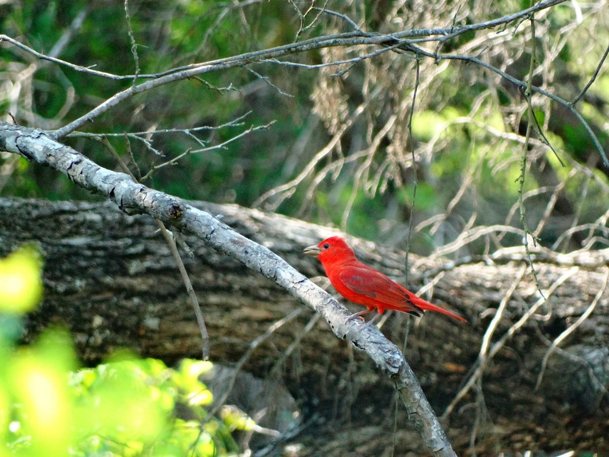 Summer Tanager - Nate Shipley