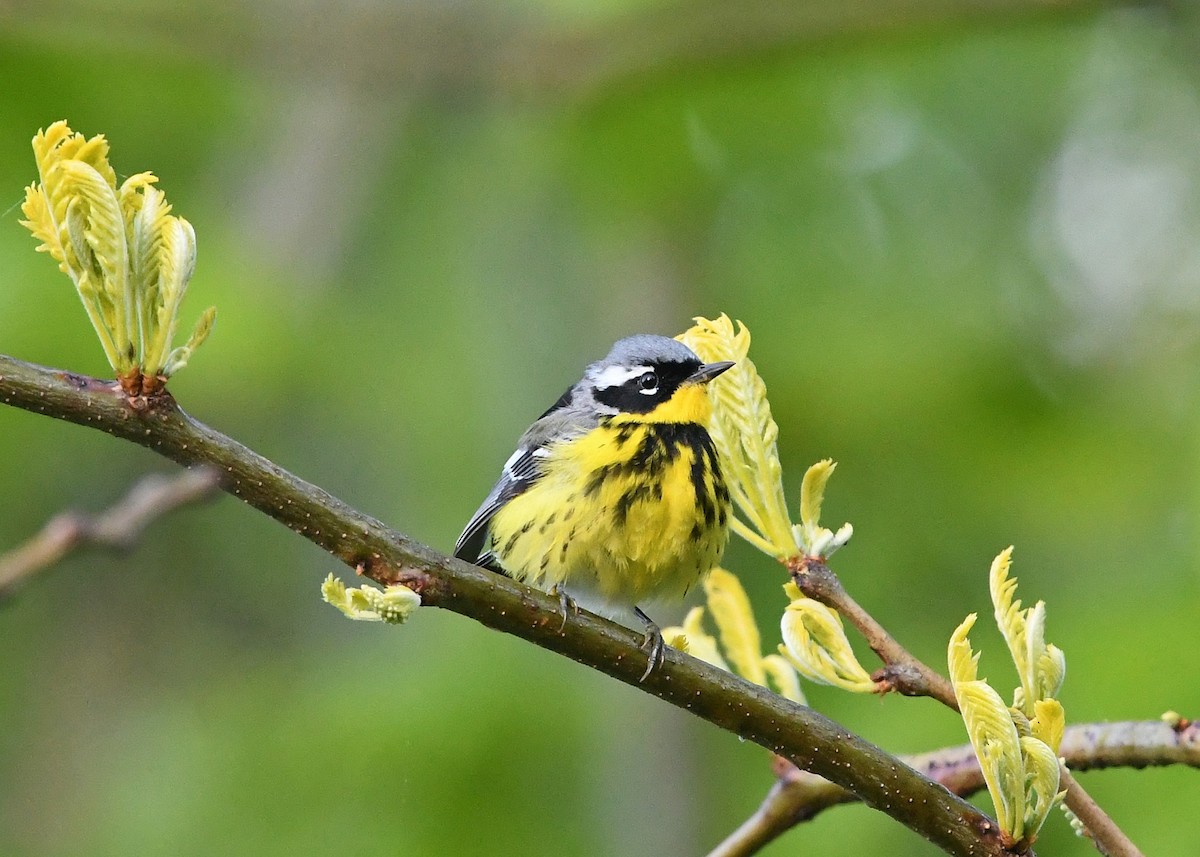 Magnolia Warbler - Gary Chapin