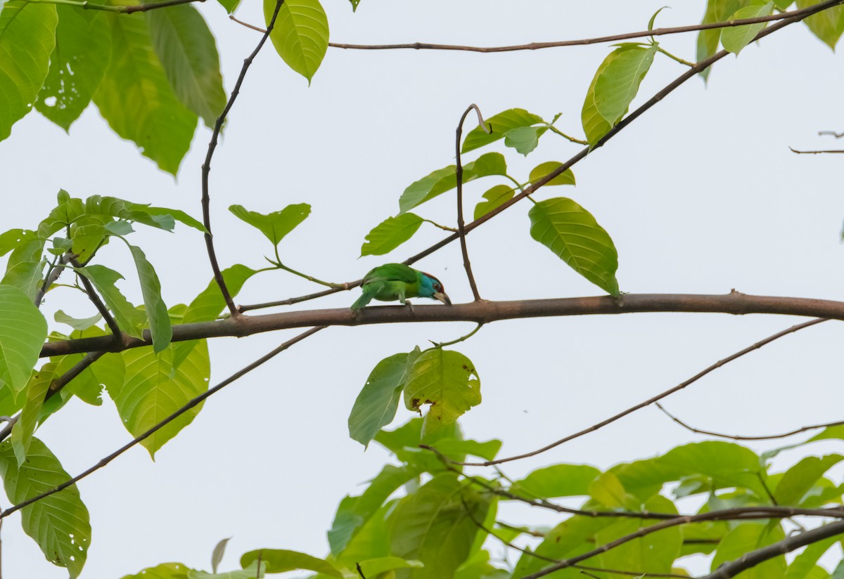 Blue-throated Barbet - ML619219675