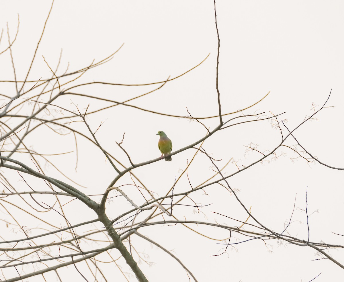Orange-breasted Green-Pigeon - Arun Raghuraman