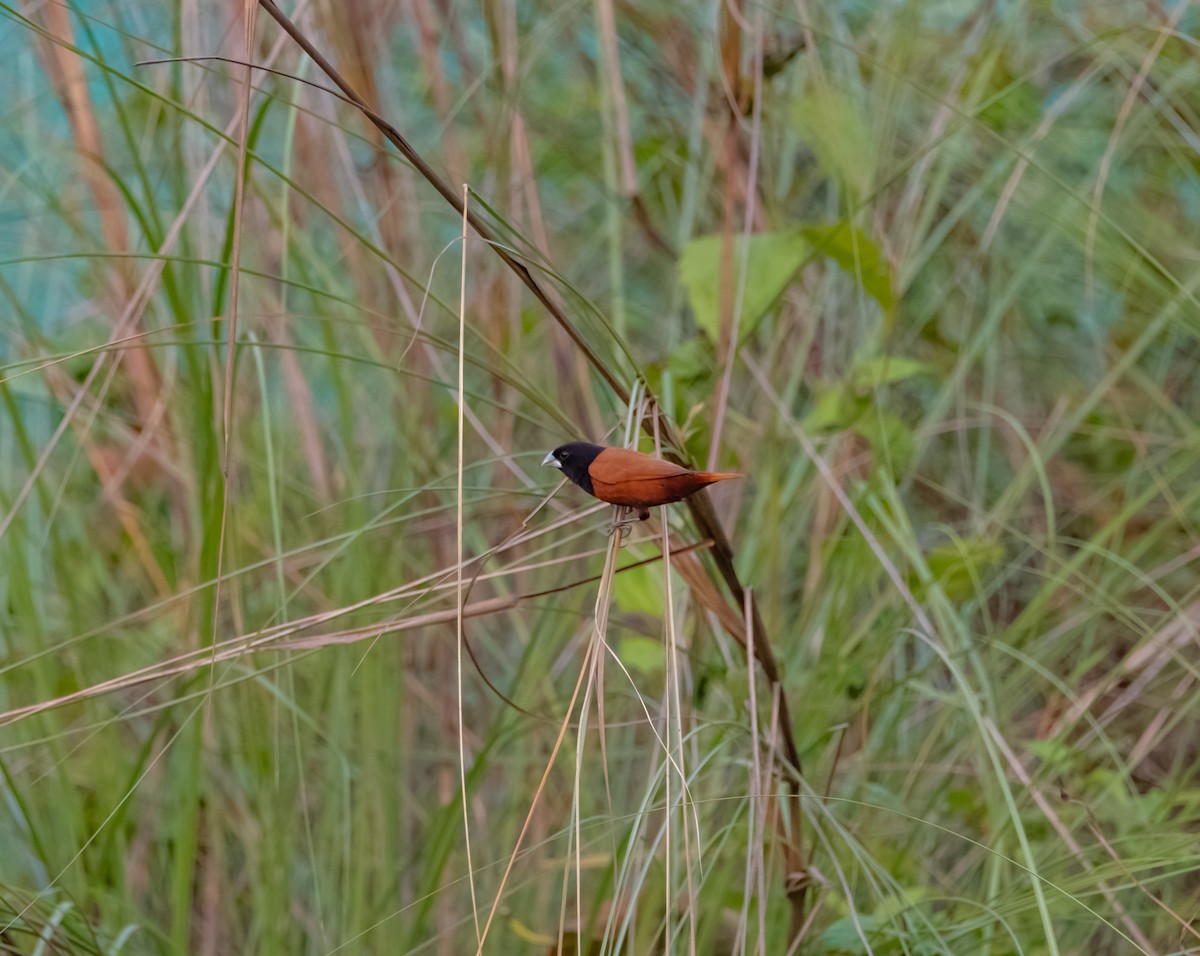 Chestnut Munia - ML619219693