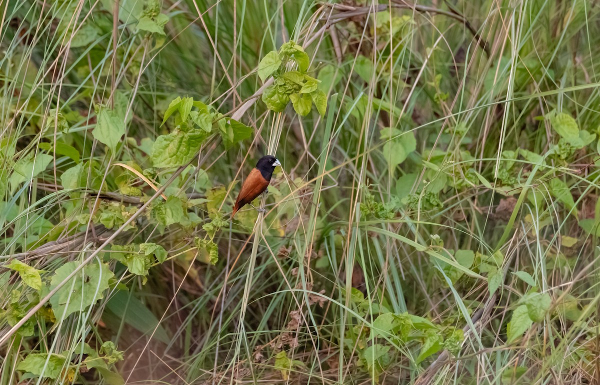 Chestnut Munia - ML619219696