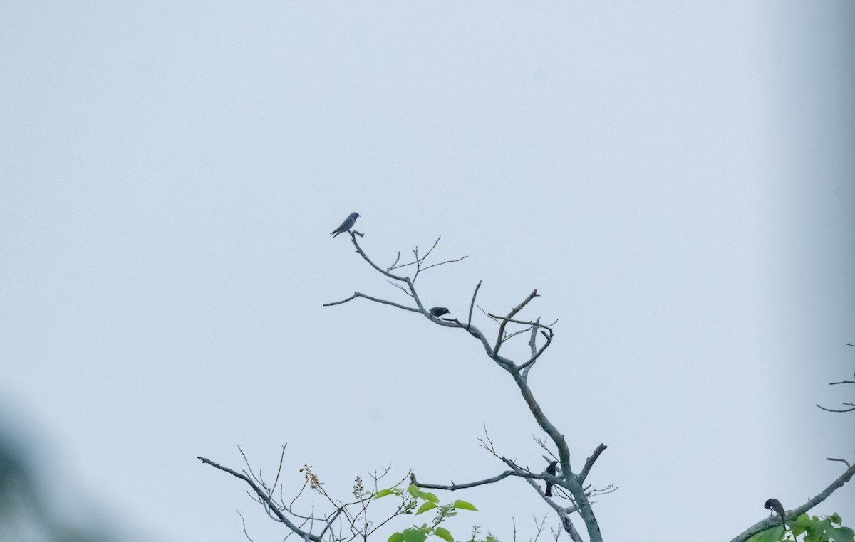 Ashy Woodswallow - ML619219703