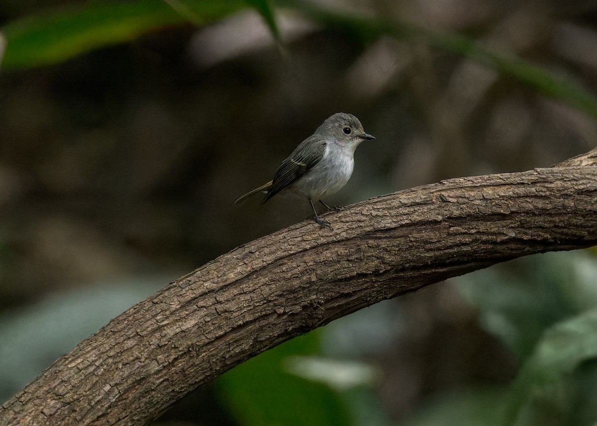 Little Pied Flycatcher - Ma Yan Bryant