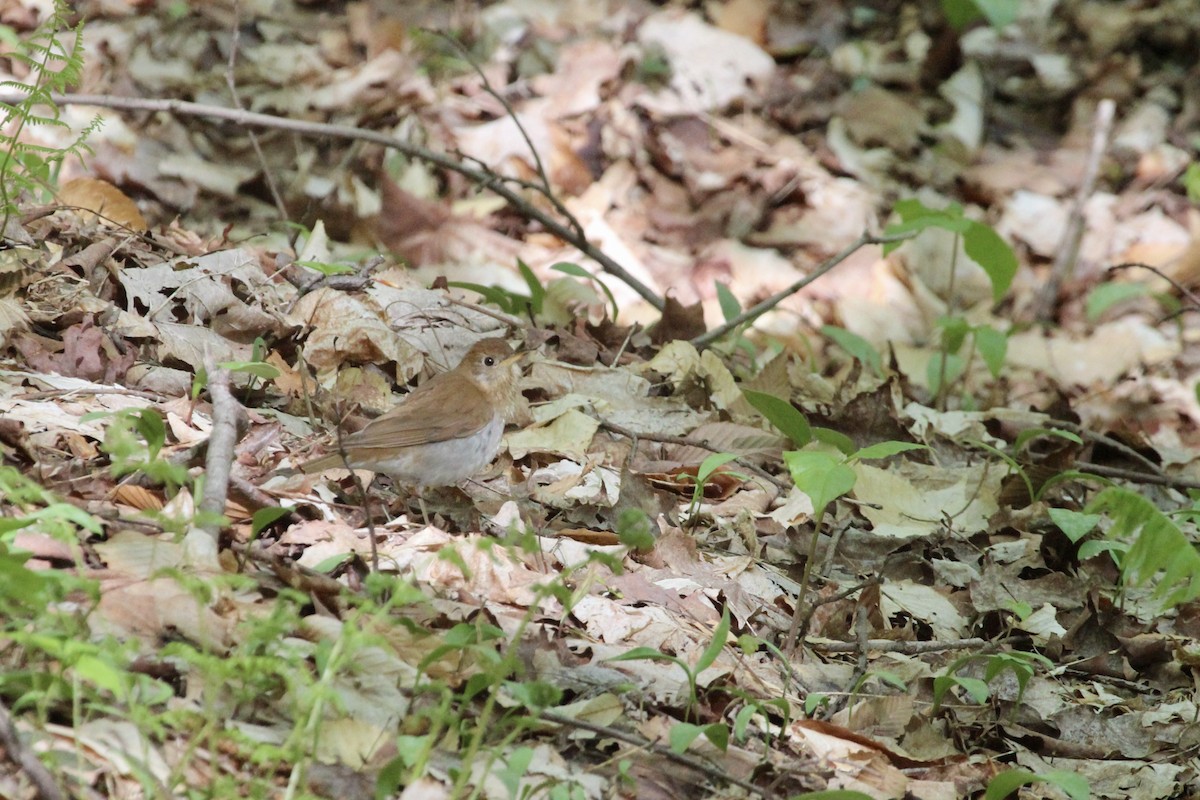 Veery - ML619219708