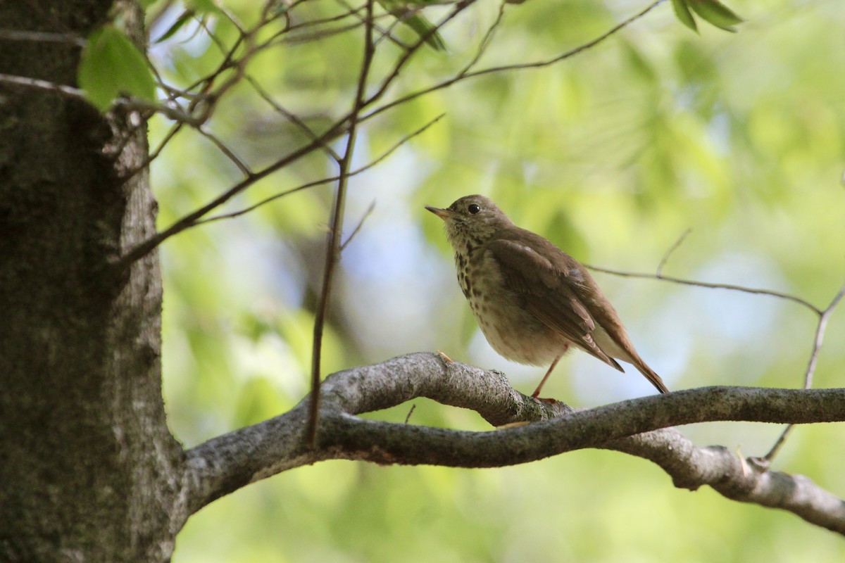 Hermit Thrush - ML619219709