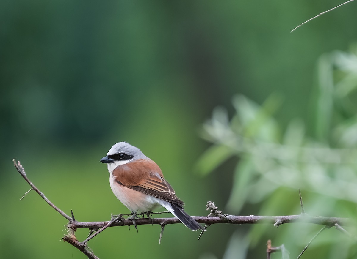 Red-backed Shrike - ML619219710