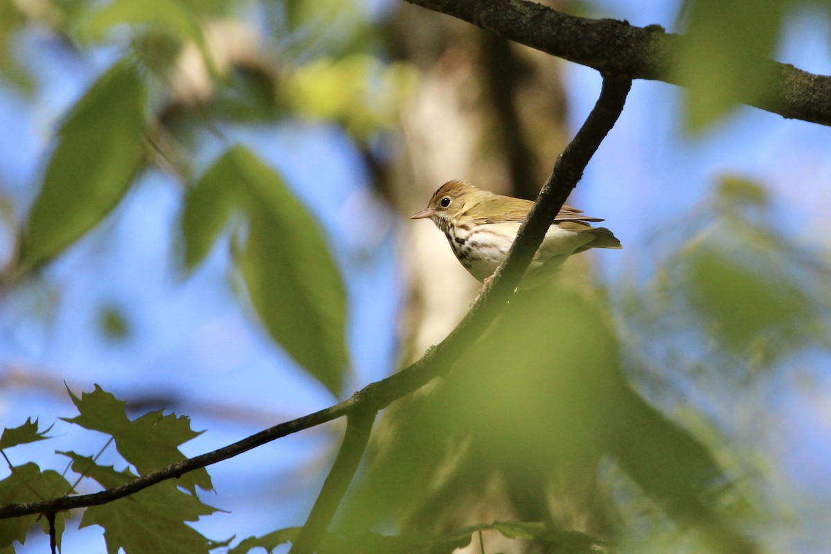 Ovenbird - Zac Cota