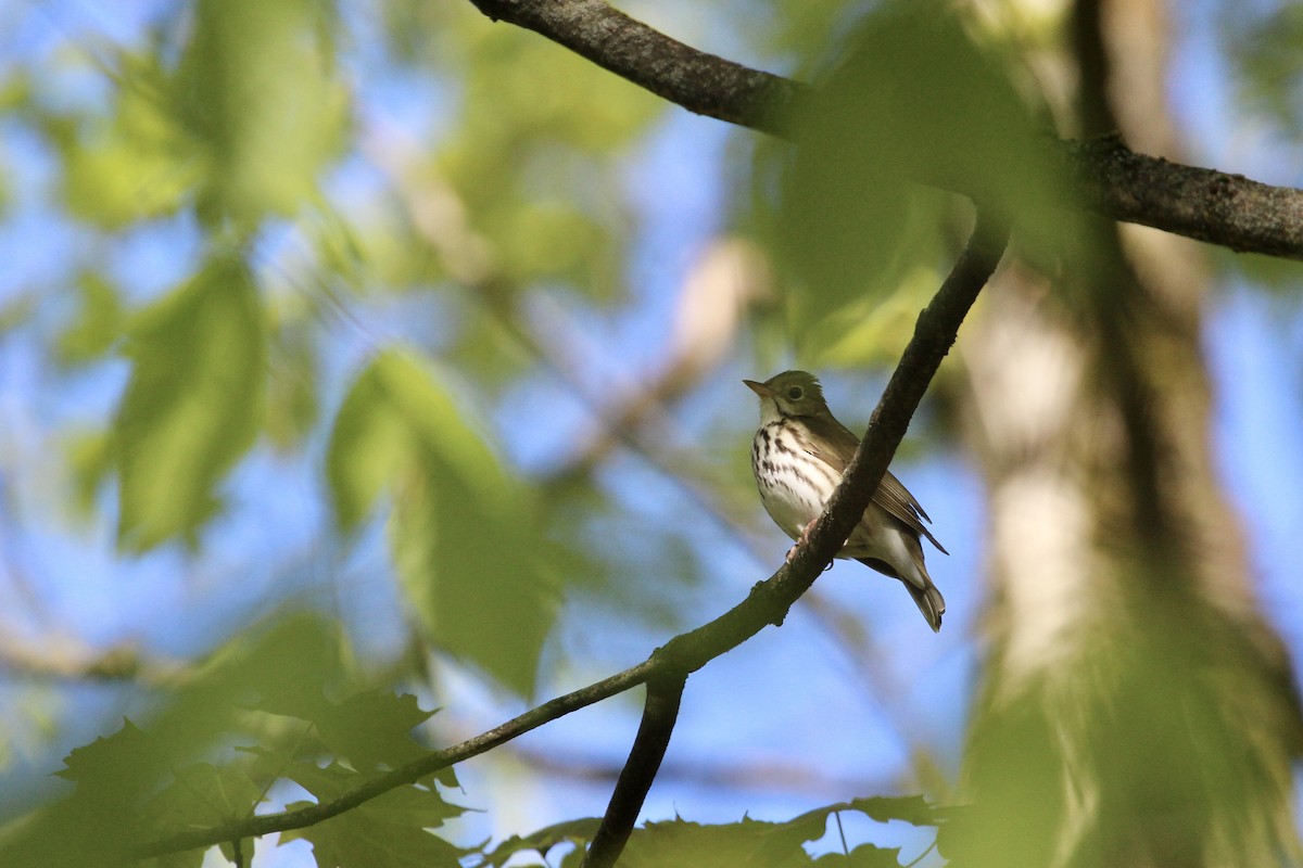 Ovenbird - Zac Cota