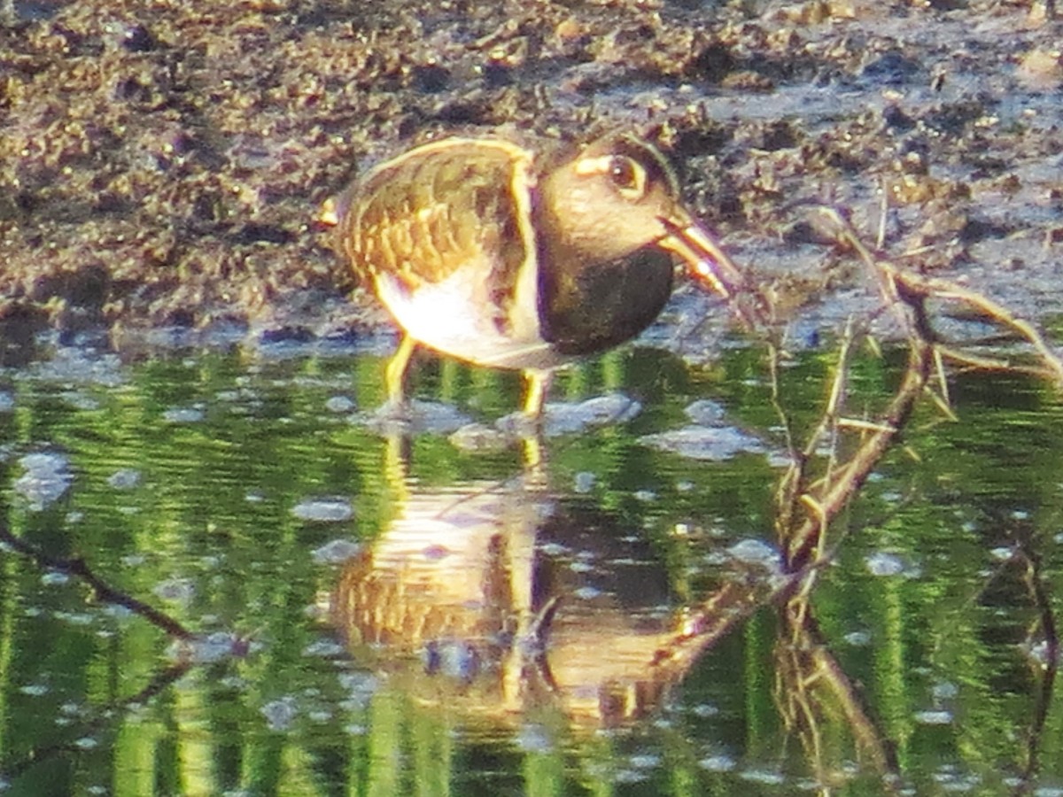 Greater Painted-Snipe - Chris Bowden