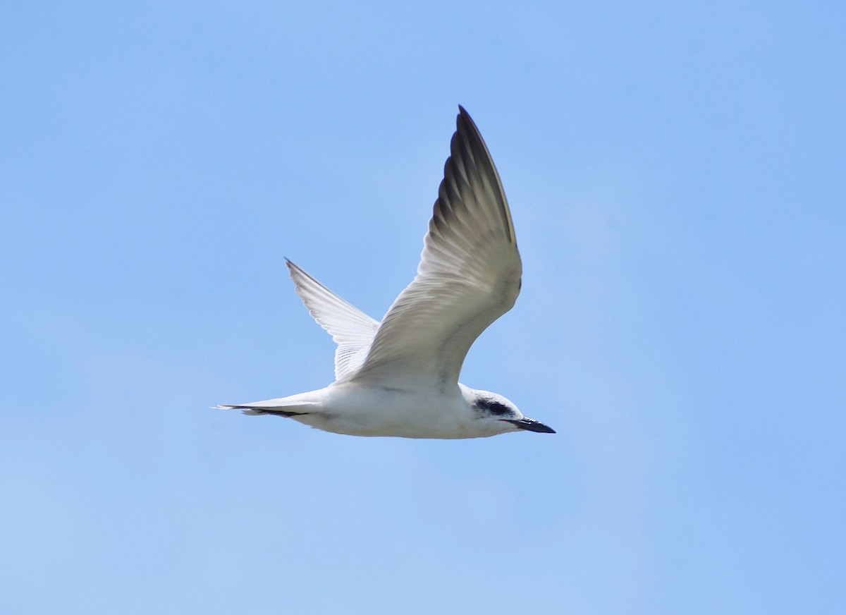 Gull-billed Tern - ML619219719