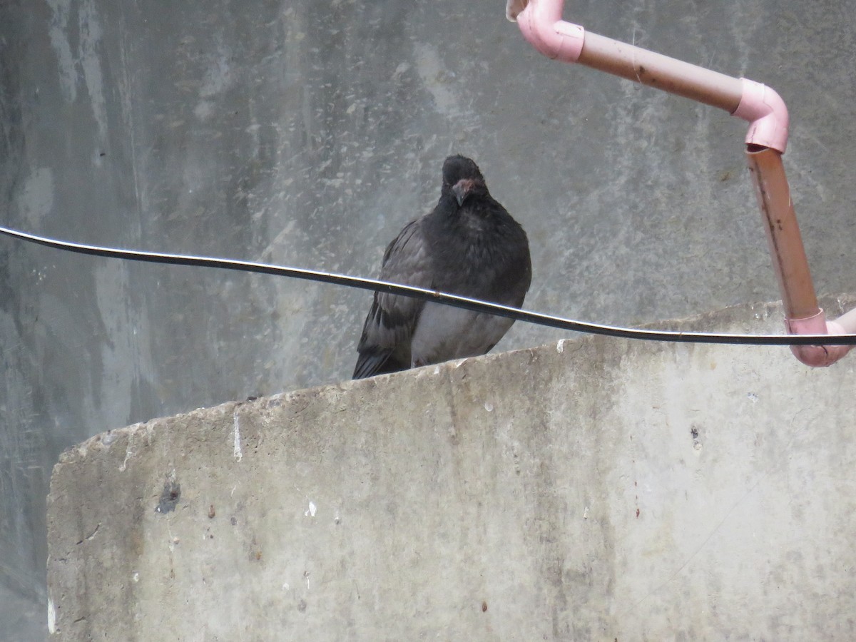 Rock Pigeon (Feral Pigeon) - Rafa Leal