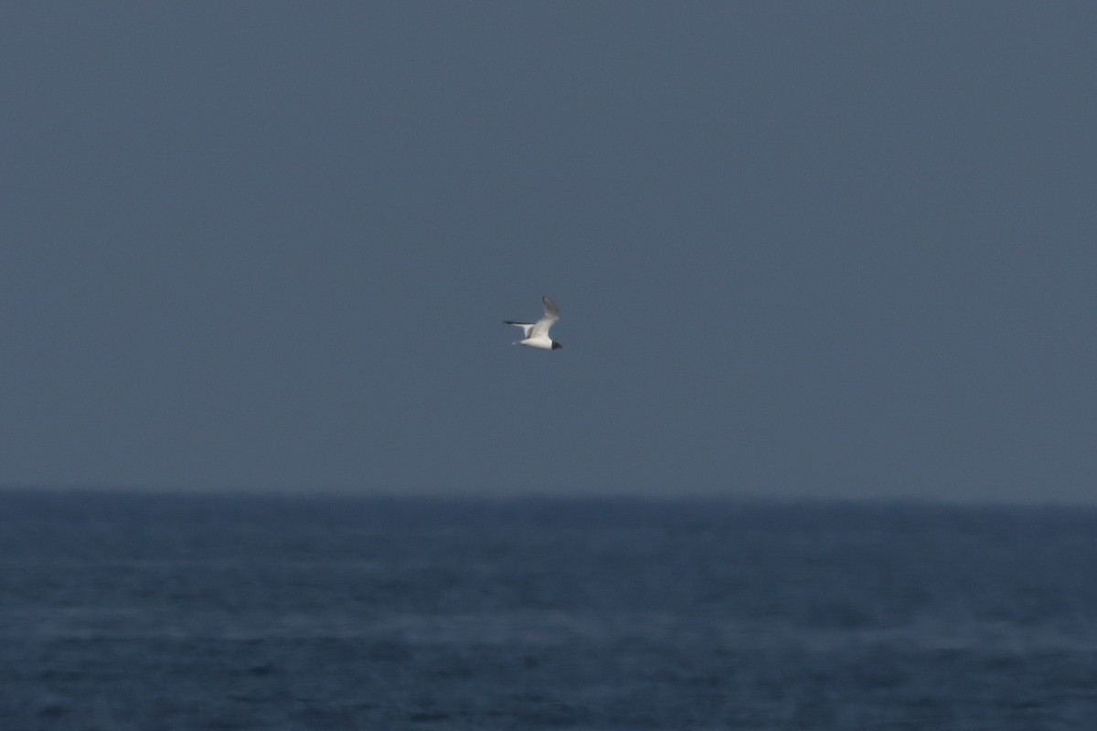 Sabine's Gull - ML619219729