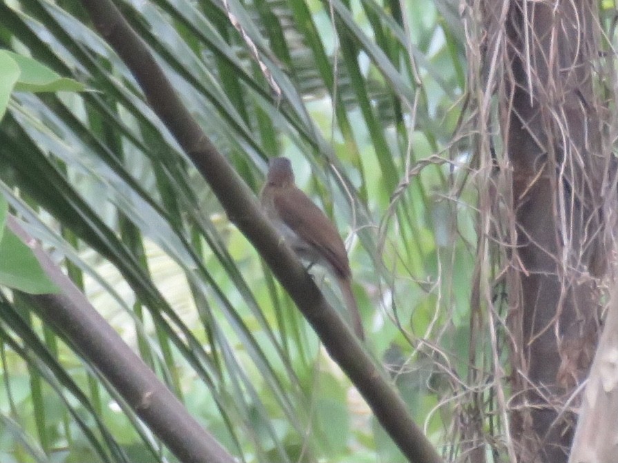 Philippine Bulbul - ML619219730