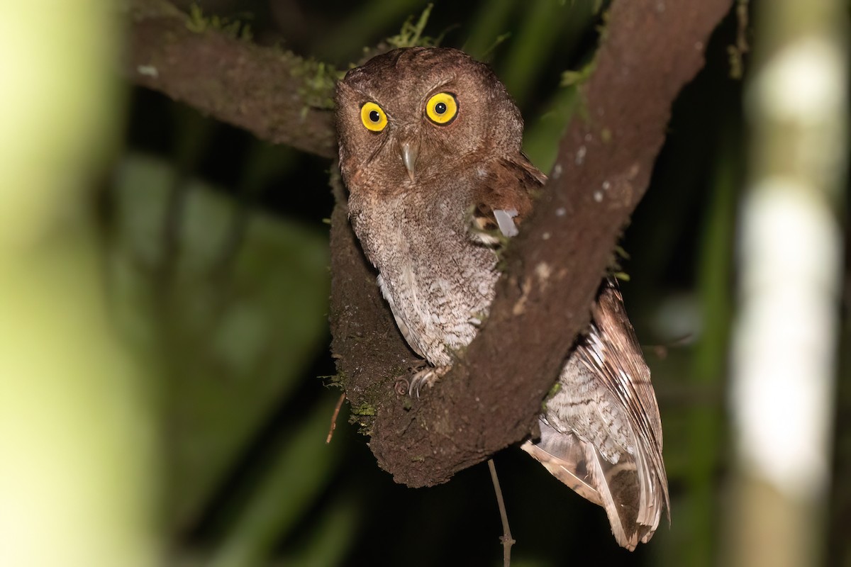 Choco Screech-Owl - Chris Venetz | Ornis Birding Expeditions