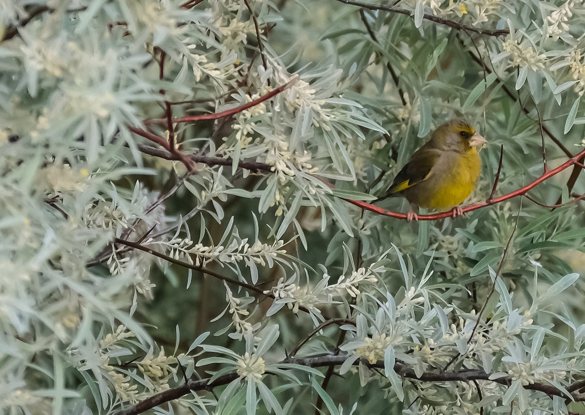 European Greenfinch - ML619219736