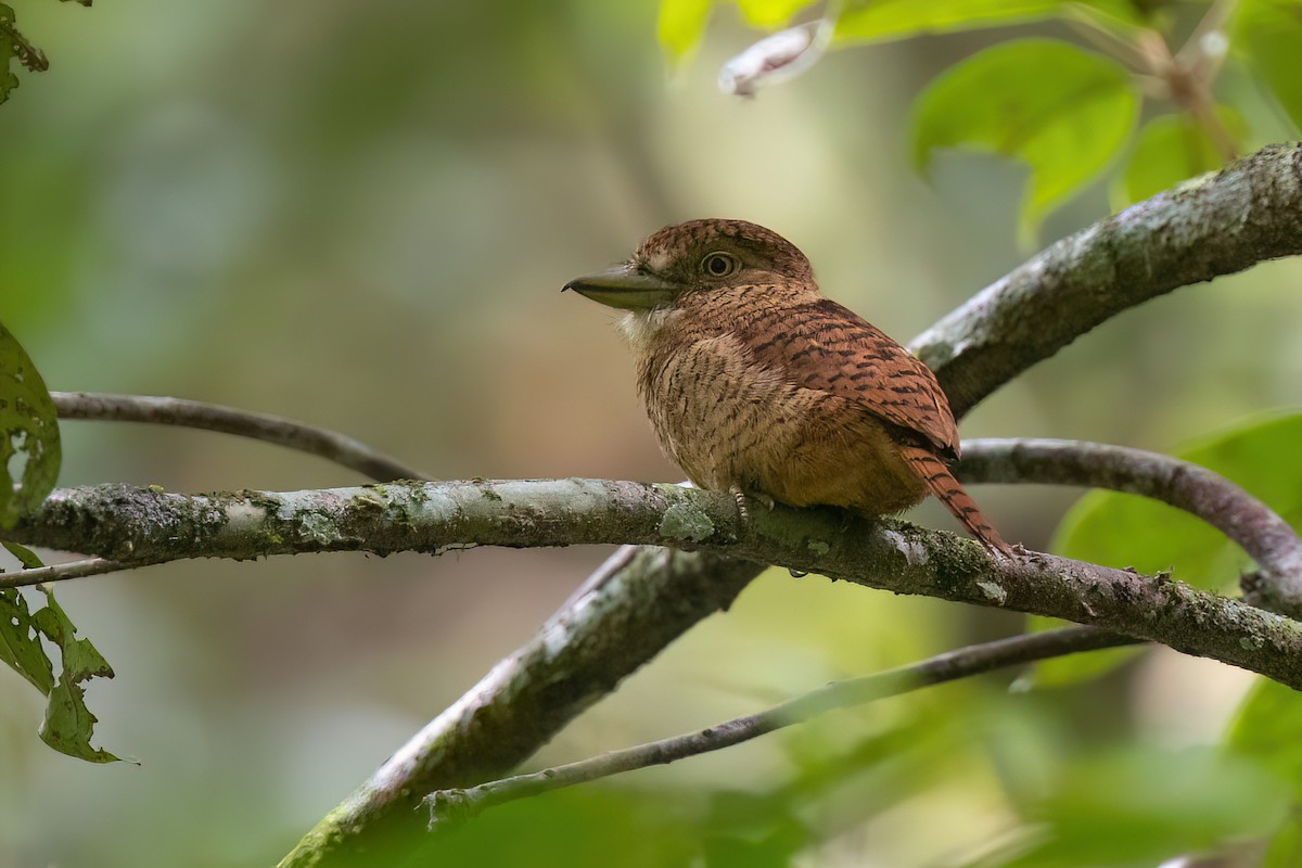 Barred Puffbird - Chris Venetz | Ornis Birding Expeditions