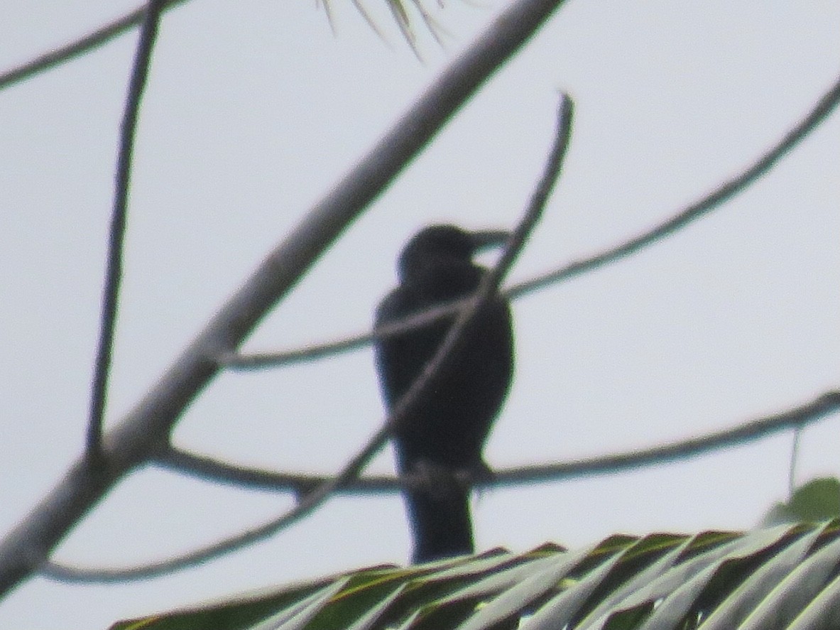 Large-billed Crow (Large-billed) - ML619219744