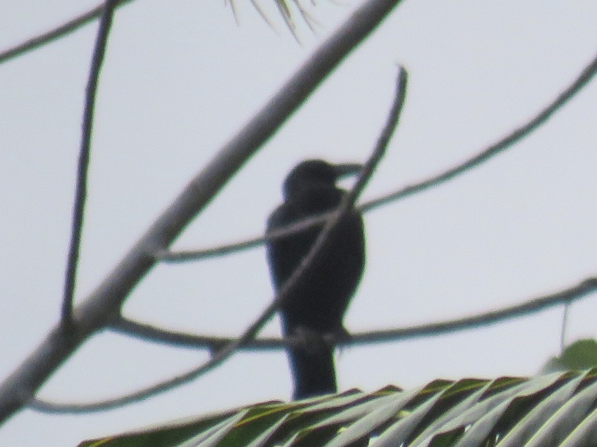 Philippine Jungle Crow - ML619219744