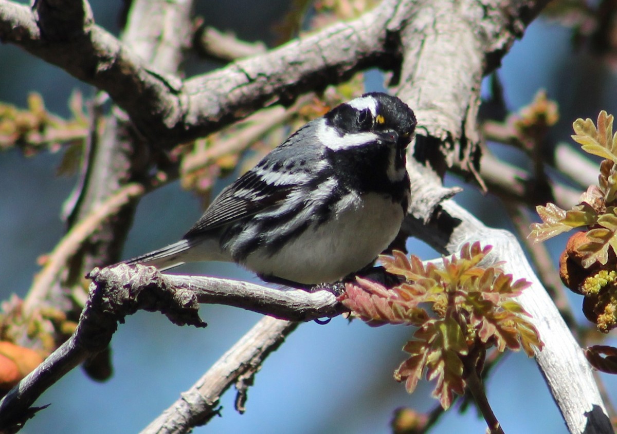 Black-throated Gray Warbler - Tommy DeBardeleben