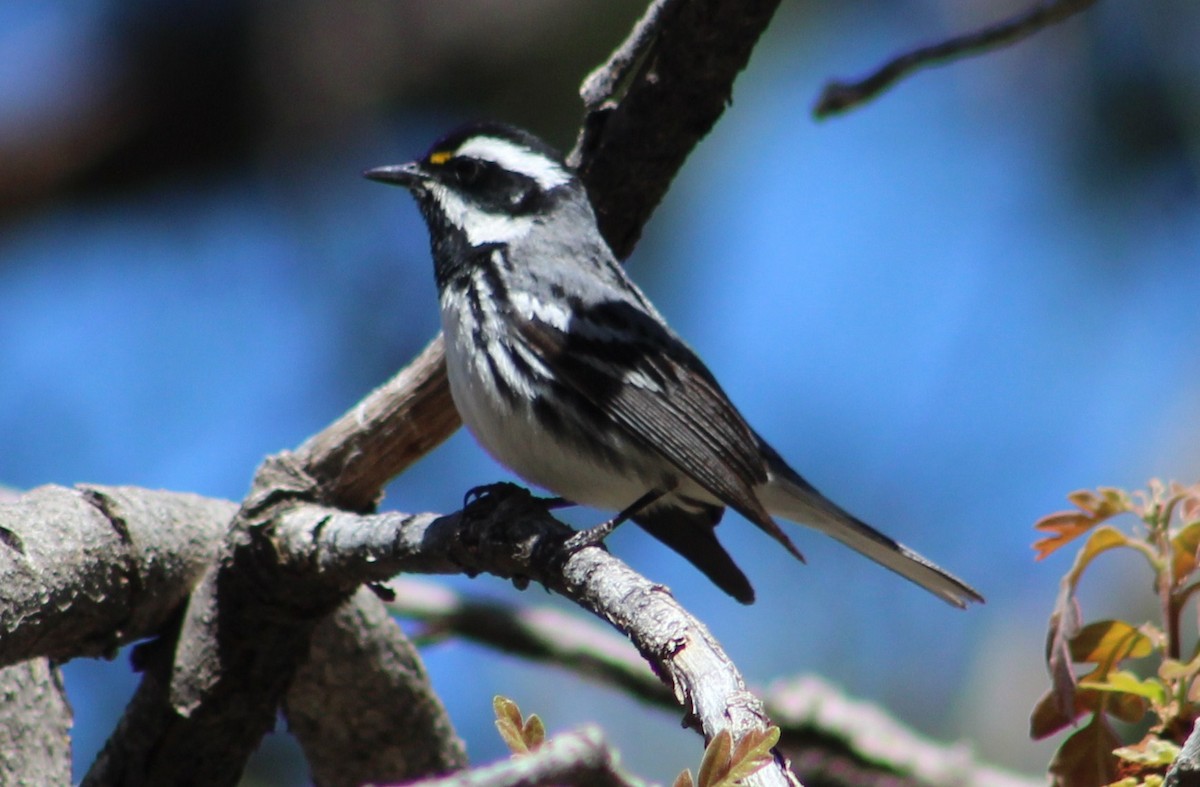 Black-throated Gray Warbler - Tommy DeBardeleben